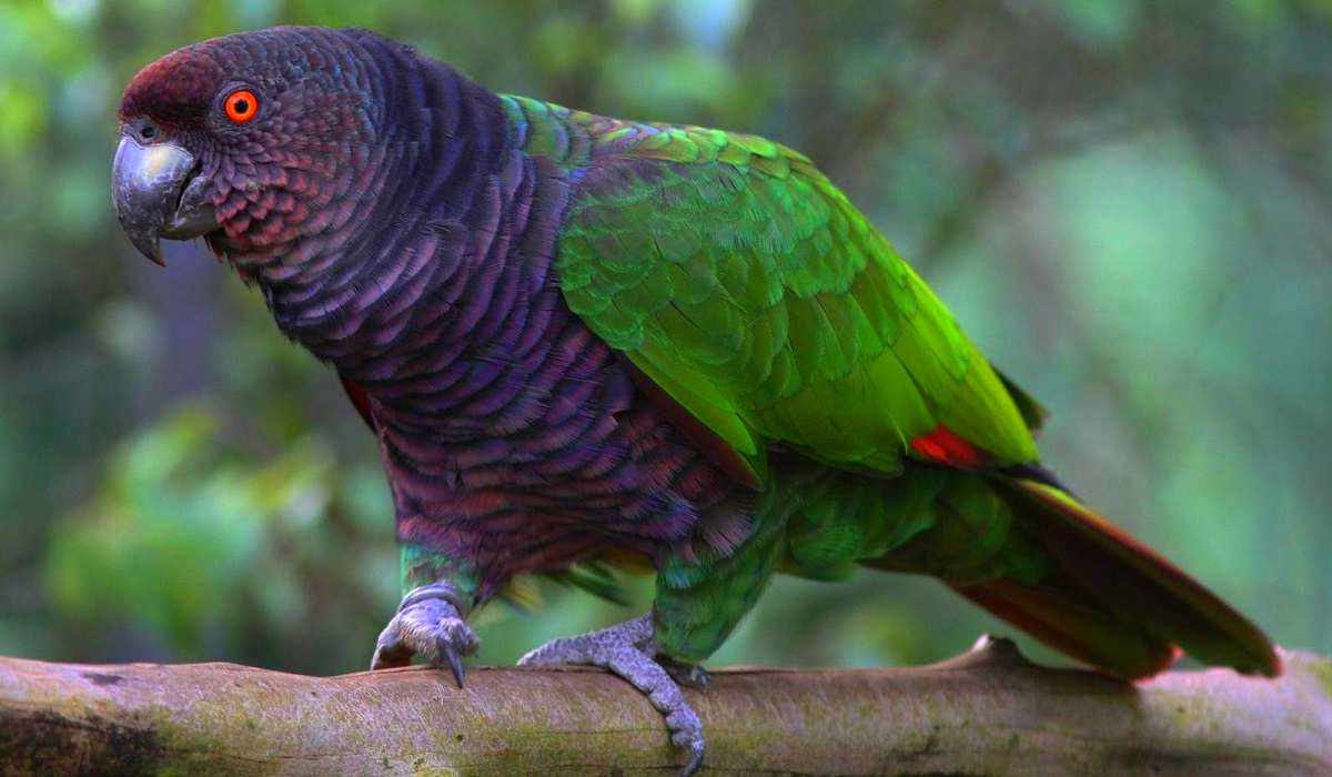 The National Bird of Dominica: Amazona imperalis (Sisserou Parrot)