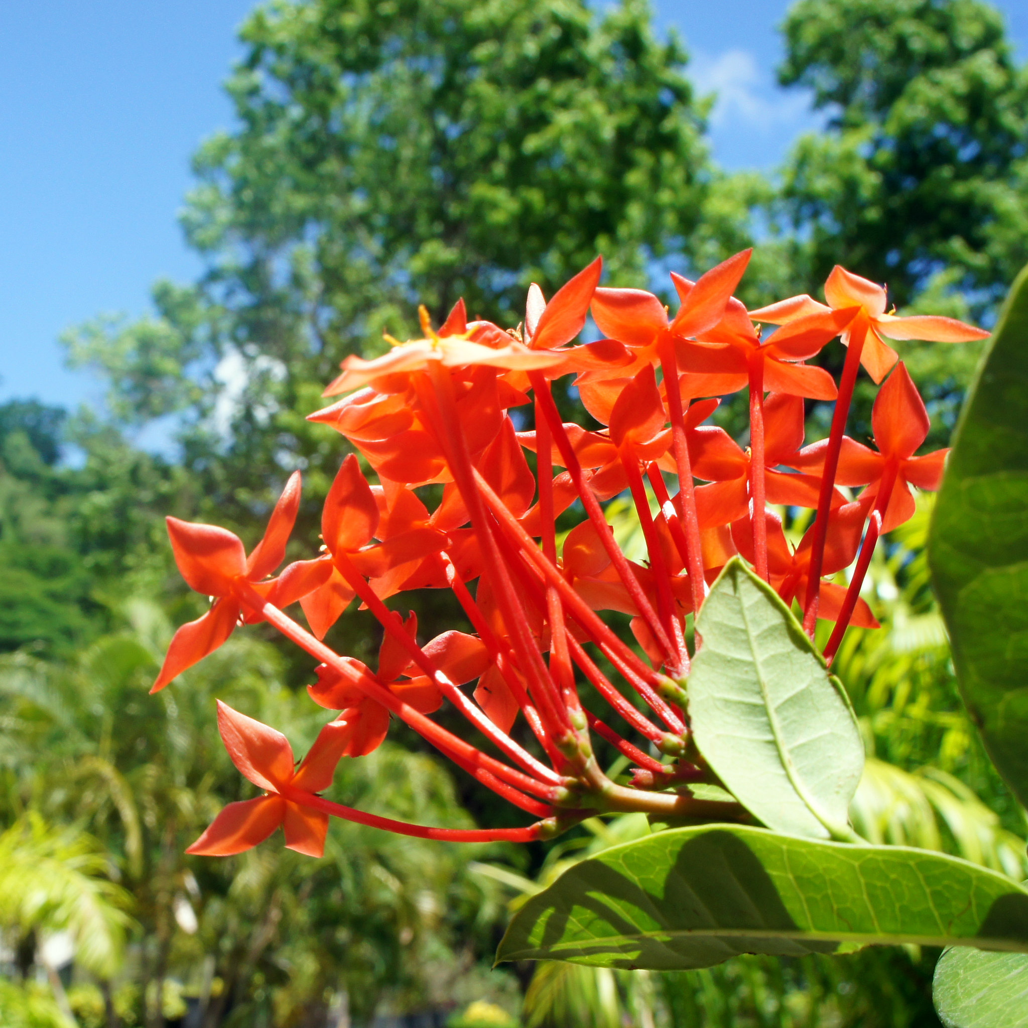 dominica-flower-national-symbol-sabinea-carinalis-bwa-kwaib